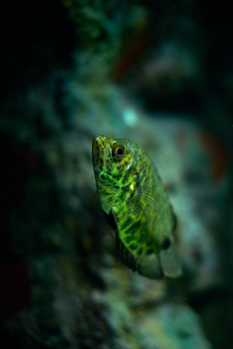 Acuario de Zaragoza (Rober Tomas)
http://robertomasfoto.com 