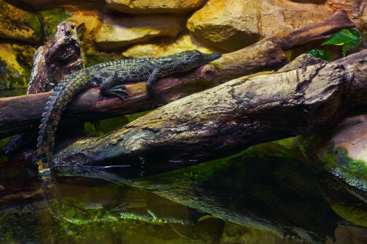Acuario de Zaragoza (Rober Tomas)
http://robertomasfoto.com 