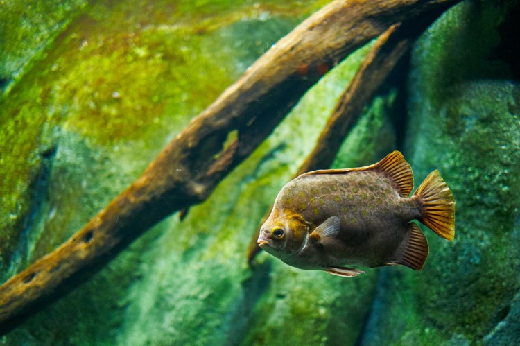 Acuario de Zaragoza (Rober Tomas)
http://robertomasfoto.com 