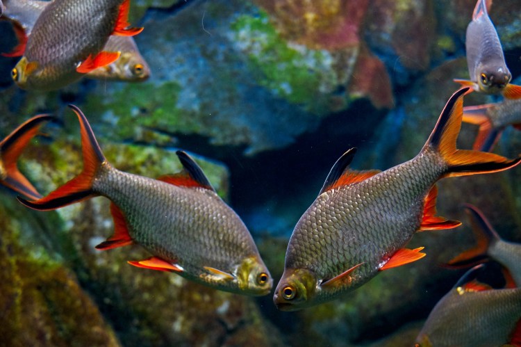 Acuario de Zaragoza (Rober Tomas)
http://robertomasfoto.com 