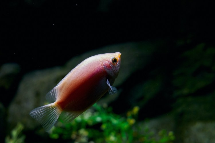 Acuario de Zaragoza (Rober Tomas)
http://robertomasfoto.com 