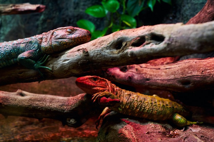 Acuario de Zaragoza (Rober Tomas)
http://robertomasfoto.com 