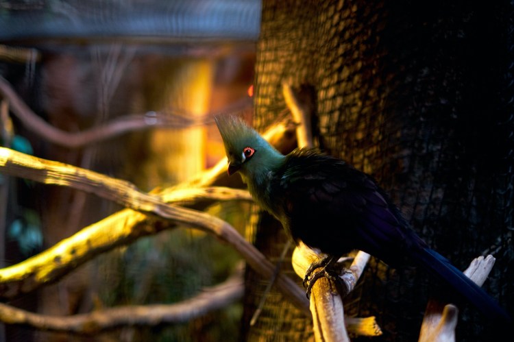 Acuario de Zaragoza (Rober Tomas)
http://robertomasfoto.com 