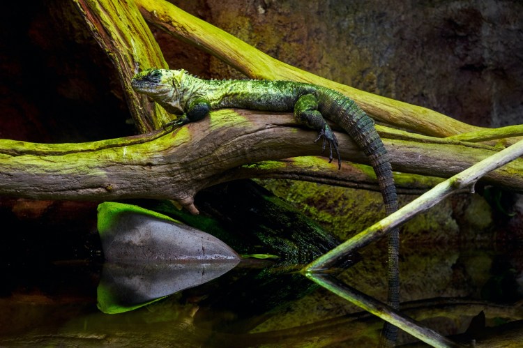 Acuario de Zaragoza (Rober Tomas)
http://robertomasfoto.com 