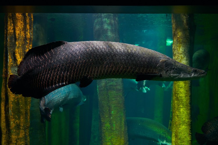 Acuario de Zaragoza (Rober Tomas)
http://robertomasfoto.com 