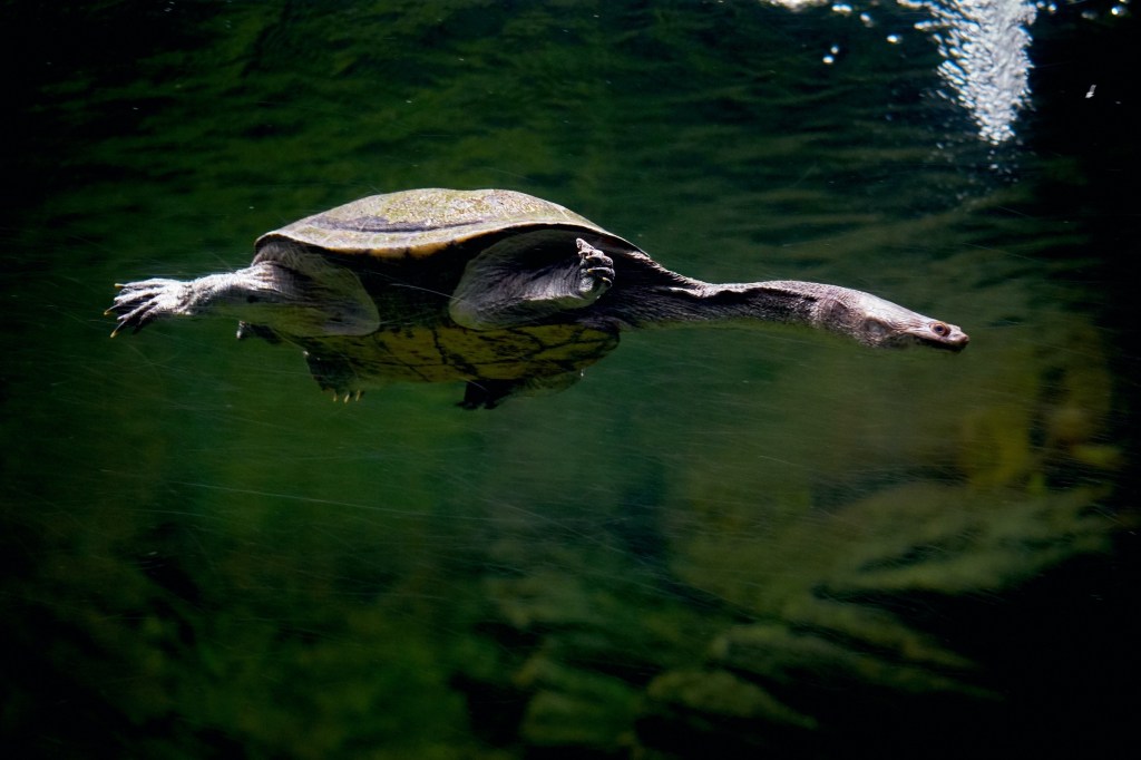 Acuario de Zaragoza (Rober Tomas)