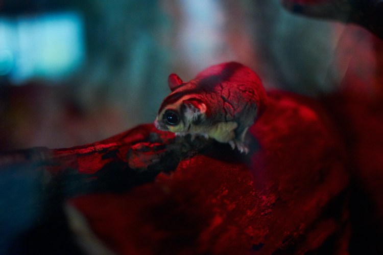 Acuario de Zaragoza (Rober Tomas)
http://robertomasfoto.com 