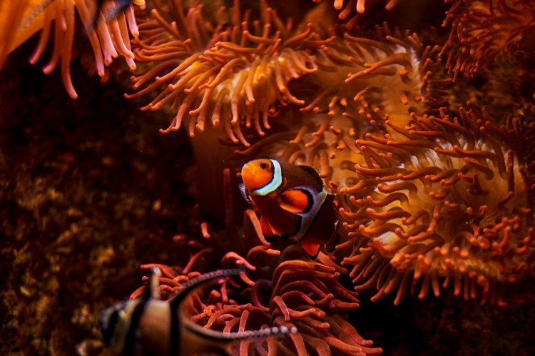 Acuario de Zaragoza (Rober Tomas)
http://robertomasfoto.com 