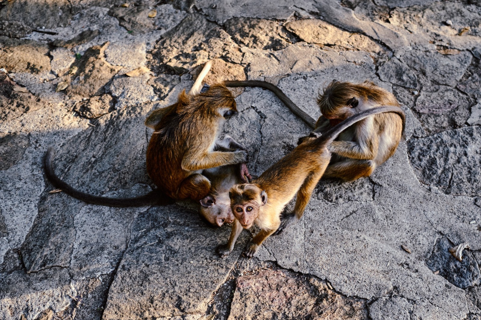Viaje fotográfico a Sri Lanka con Rober Tomás y Sergio Otegui de Nadainlcuido.com